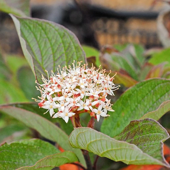 Cornus alba 'Kesselringii' - Fehér som