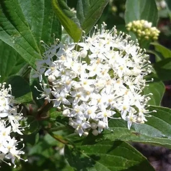Cornus alba 'Red Gnome' - Fehér som