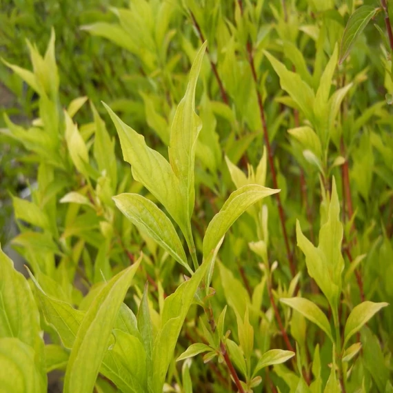 Cornus alba 'Red Gnome' - Fehér som