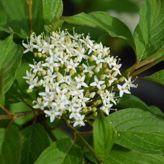 Cornus alba 'Siberian Pearls' - Fehér som