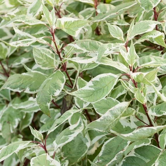 Cornus alba 'Sibirica Variegata' - Fehér som