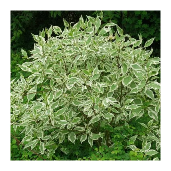 Cornus alba 'Sibirica Variegata' - Fehér som