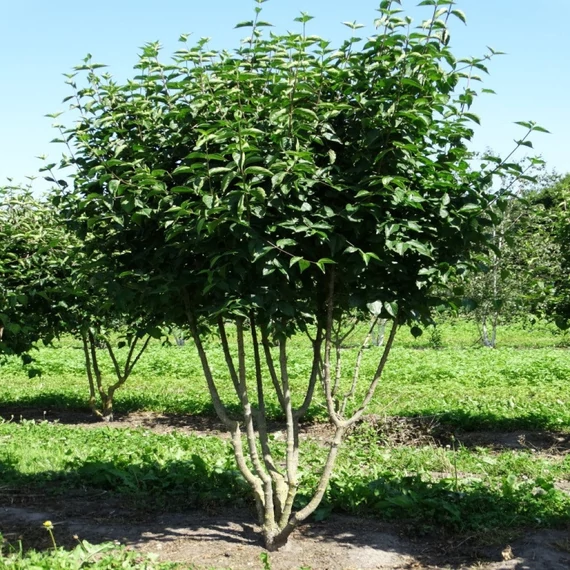 Cornus mas - Húsos som