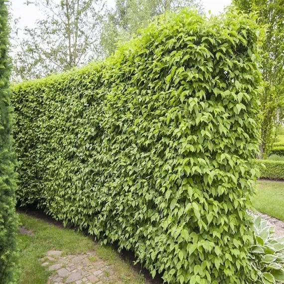 Cornus mas - Húsos som
