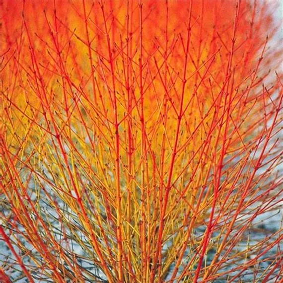 Cornus sanguinea 'Midwinter Fire' - Veresgyűrű som