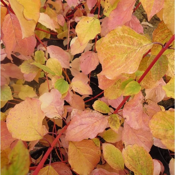 Cornus sanguinea 'Midwinter Fire' - Veresgyűrű som