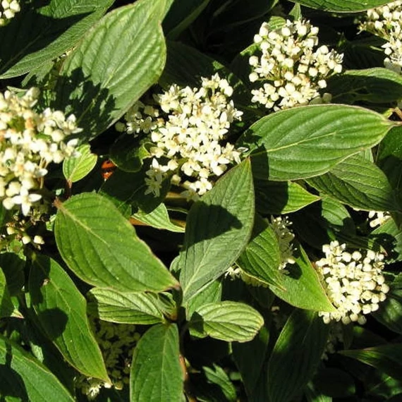 Cornus stolonifera 'Flaviramea' - Selymes som