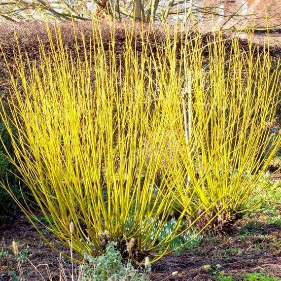 Cornus stolonifera 'Flaviramea' - Selymes som
