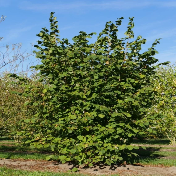 Corylus avellana - Közönséges mogyoró