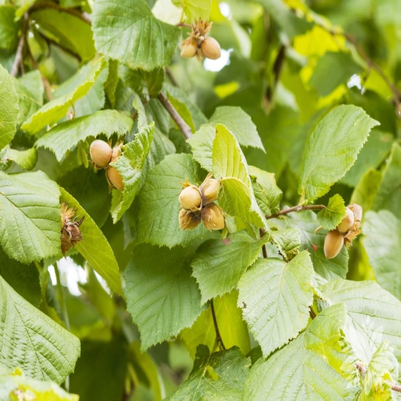 Corylus avellana - Közönséges mogyoró
