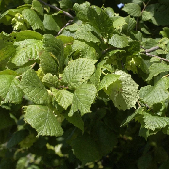 Corylus avellana - Közönséges mogyoró