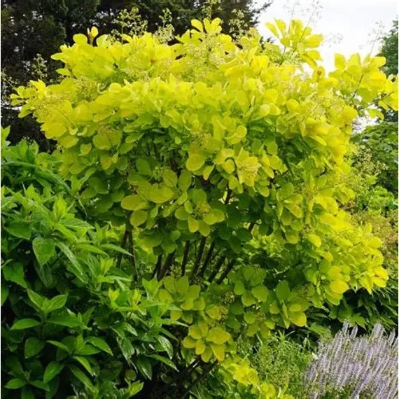 Cotinus coggygria 'Golden Spirit' - Cserszömörce