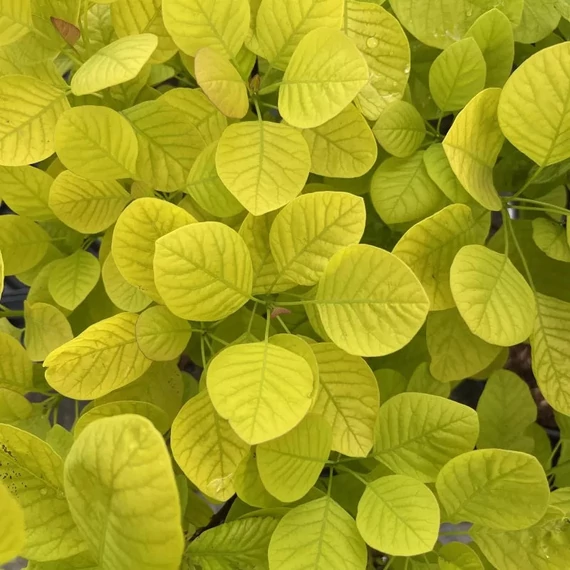 Cotinus coggygria 'Golden Spirit' - Cserszömörce