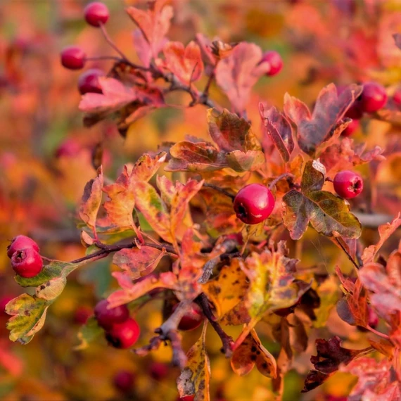 Crataegus monogyna - Egybibés galagonya