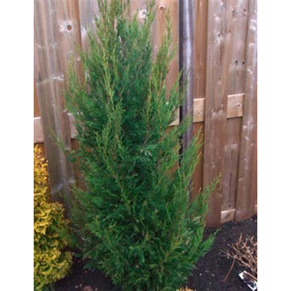 Cupressocyparis leylandii 'Green Rocket' – Leyland ciprus
