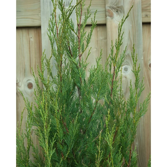 Cupressocyparis leylandii 'Green Rocket' – Leyland ciprus
