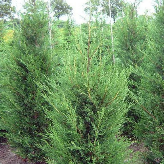Cupressocyparis leylandii 'Green Rocket' – Leyland ciprus