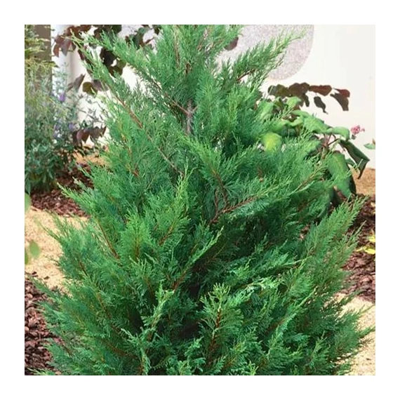 Cupressocyparis leylandii 'Oger' – Leyland ciprus