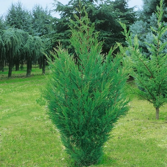 Cupressocyparis leylandii 'Oger' – Leyland ciprus