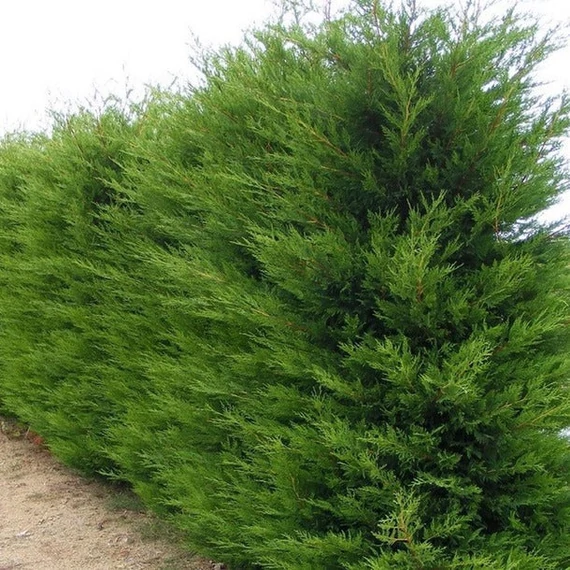 Cupressocyparis leylandii '2001' - Leyland ciprus