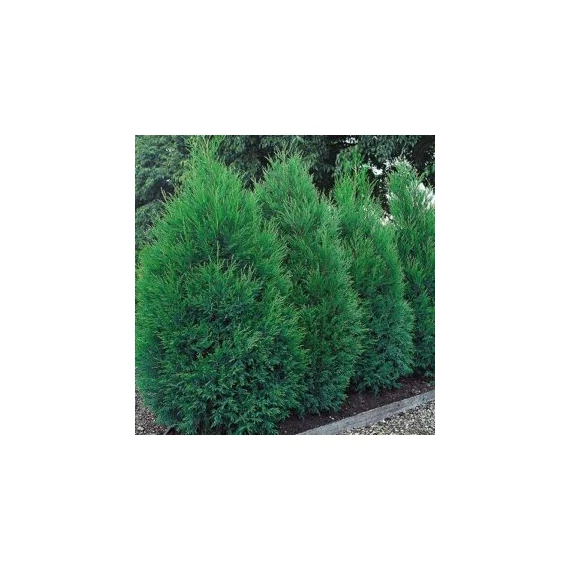Cupressocyparis leylandii 'Blue Jeans' - Leyland ciprus