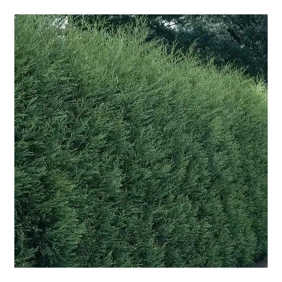 Cupressocyparis leylandii 'Blue Jeans' - Leyland ciprus