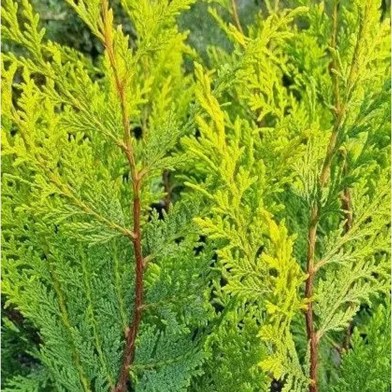 Cupressocyparis leylandii 'Castlewellan Gold' - Leyland ciprus