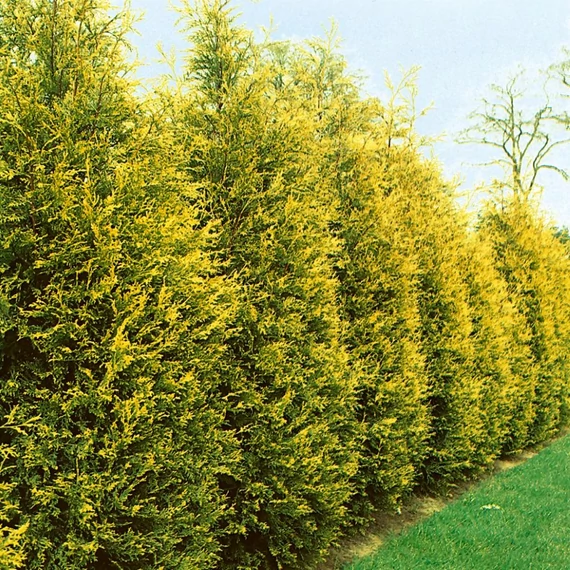 Cupressocyparis leylandii 'Castlewellan Gold' - Leyland ciprus