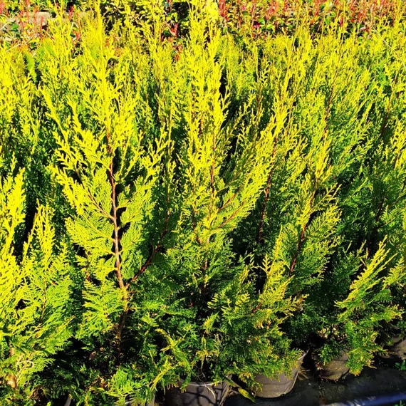 Cupressocyparis leylandii 'Castlewellan Gold' - Leyland ciprus