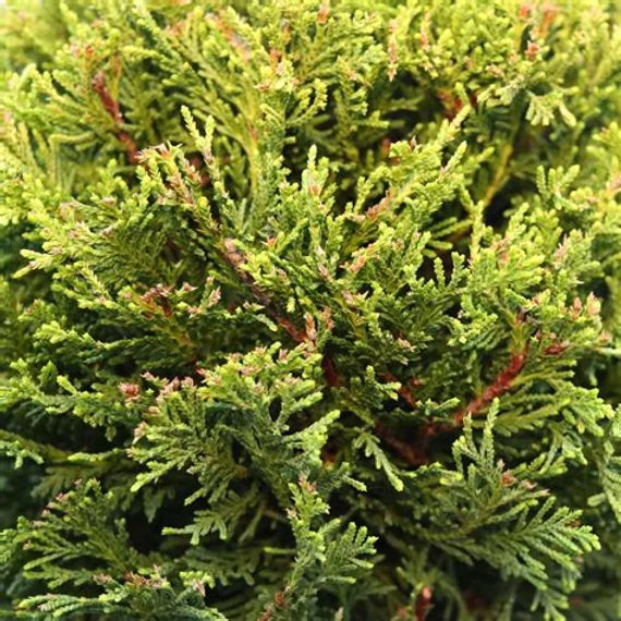 Cupressocyparis leylandii 'Castlewellan Gold' - Leyland ciprus