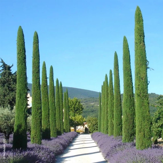 Cupressus sempervirens 'Totem' - Európai ciprus