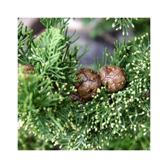 Cupressus sempervirens 'Totem' - Európai ciprus