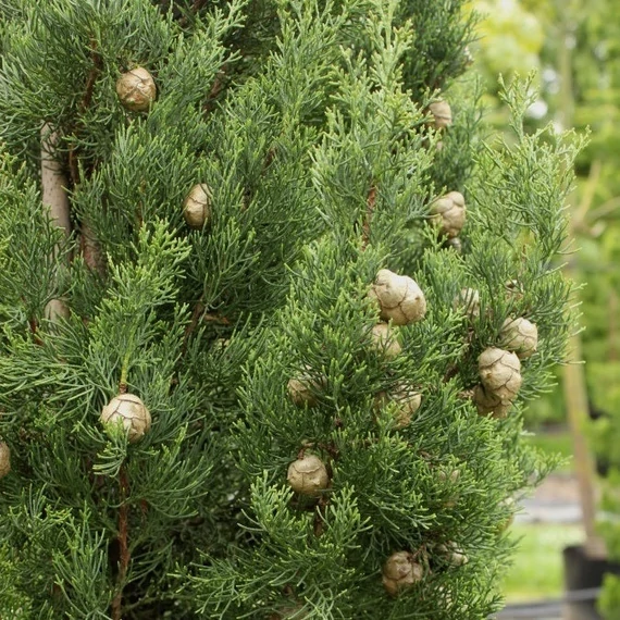 Cupressus sempervirens 'Totem' - Európai ciprus