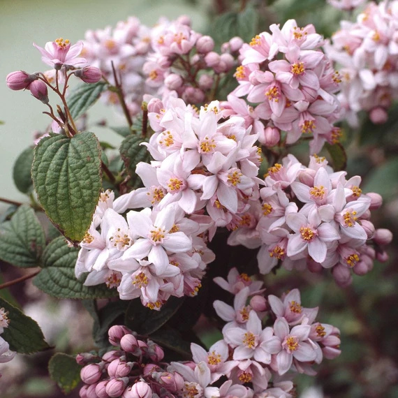 Deutzia hybrida 'Mont Rose' – Érdeslevelű gyöngyvirágcserje