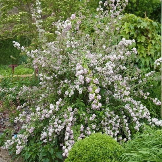 Deutzia hybrida 'Mont Rose' – Érdeslevelű gyöngyvirágcserje