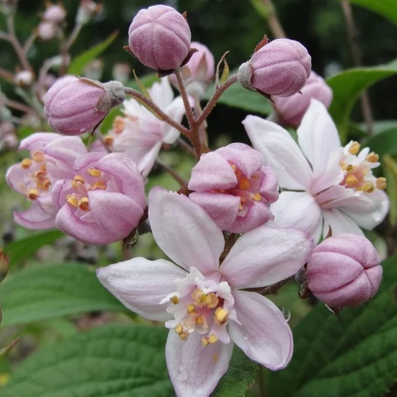 Deutzia hybrida 'Mont Rose' – Érdeslevelű gyöngyvirágcserje