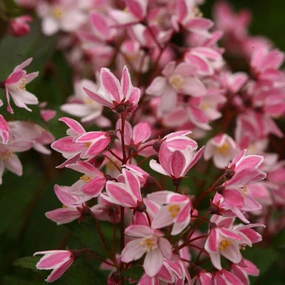 Deutzia 'Yuki Cherry Blossom' – Gyöngyvirágcserje