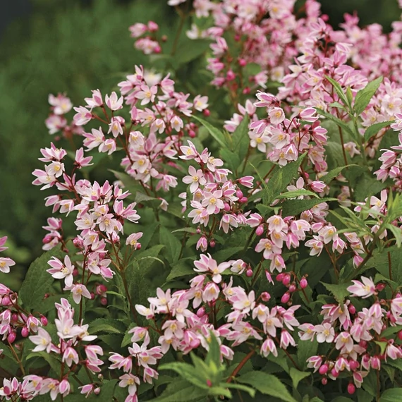 Deutzia 'Yuki Cherry Blossom' – Gyöngyvirágcserje