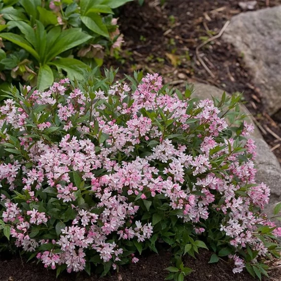 Deutzia 'Yuki Cherry Blossom' – Gyöngyvirágcserje