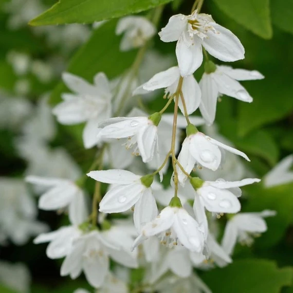Deutzia gracilis - Karcsú gyöngyvirágcserje