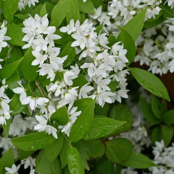 Deutzia gracilis - Karcsú gyöngyvirágcserje