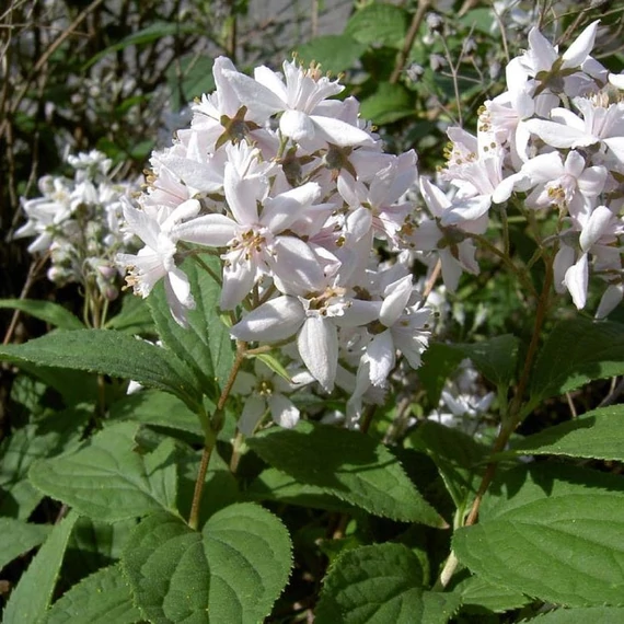 Deutzia gracilis - Karcsú gyöngyvirágcserje