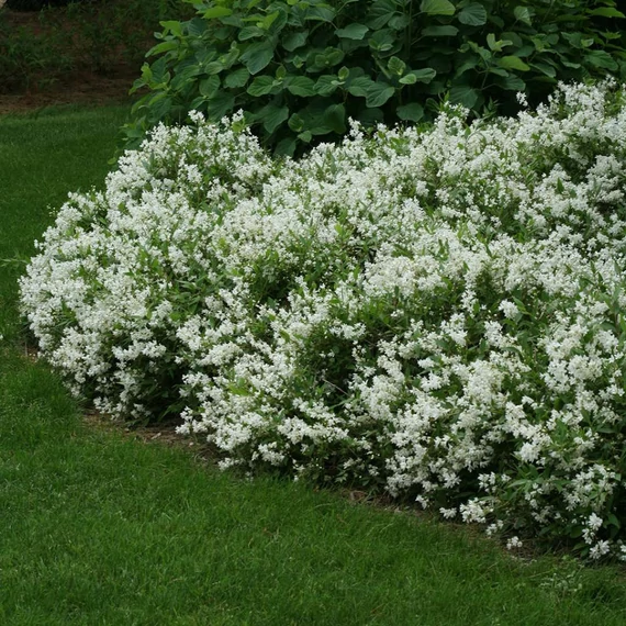 Deutzia gracilis 'Nikko' - Karcsú gyöngyvirágcserje