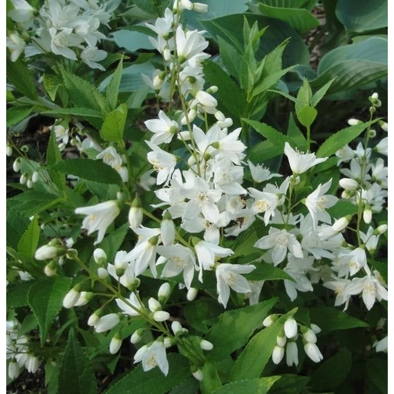 Deutzia gracilis 'Nikko' - Karcsú gyöngyvirágcserje