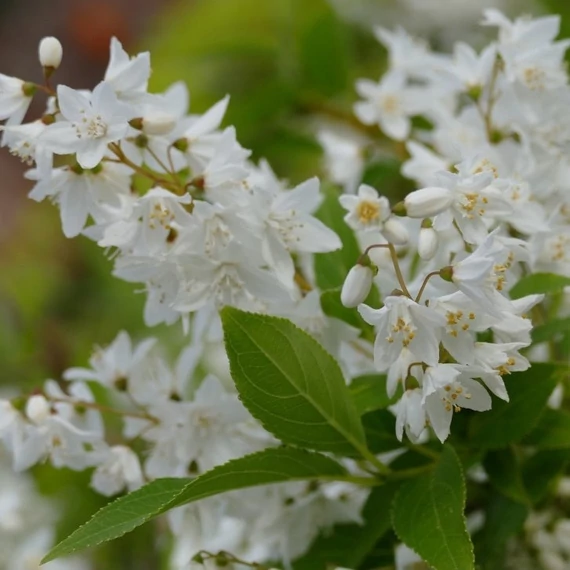 Deutzia gracilis 'Nikko' - Karcsú gyöngyvirágcserje