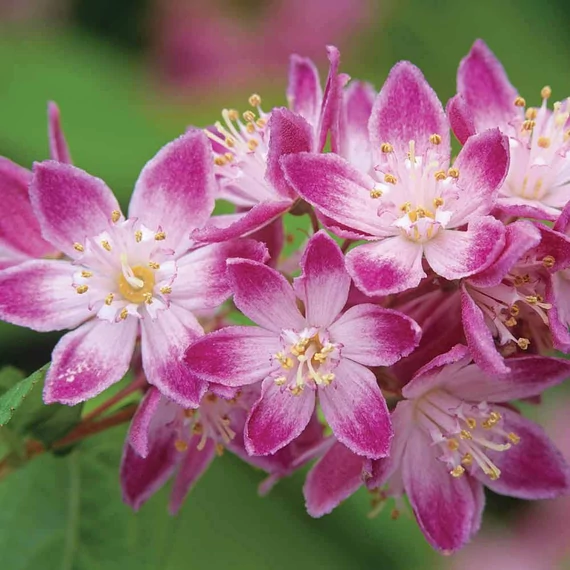 Deutzia x hybrida 'Strawberry Fields - Gyöngyvirágcserje