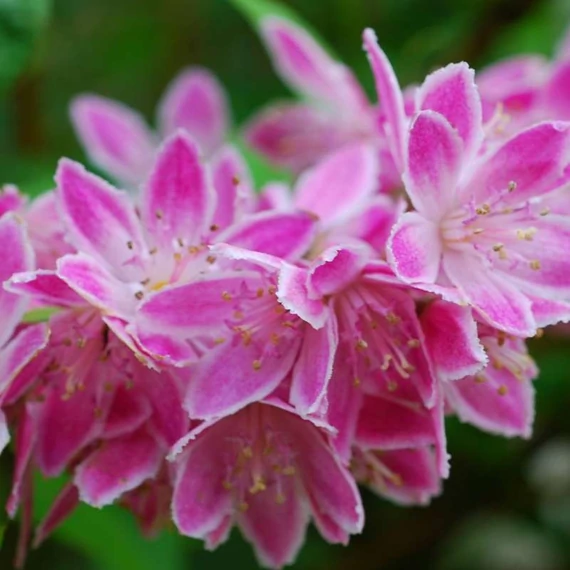 Deutzia x hybrida 'Strawberry Fields - Gyöngyvirágcserje
