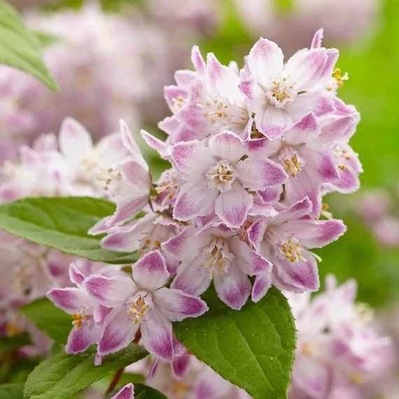 Deutzia 'Raspberry Sundae'® - Gyöngyvirágcserje