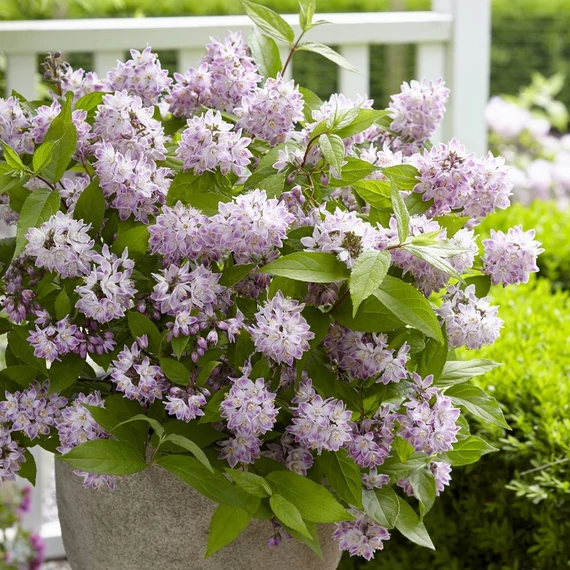 Deutzia 'Raspberry Sundae'® - Gyöngyvirágcserje
