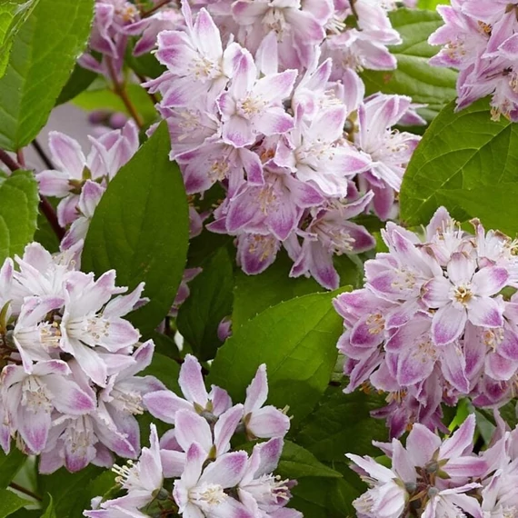 Deutzia 'Raspberry Sundae'® - Gyöngyvirágcserje